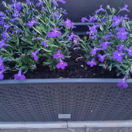 公寓 Danica 里耶卡