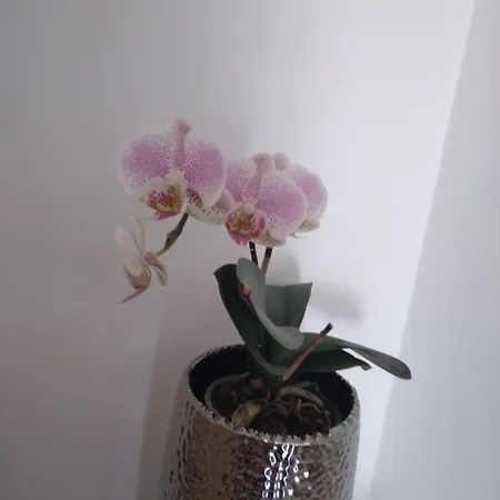 Timeami Apartament Rijeka