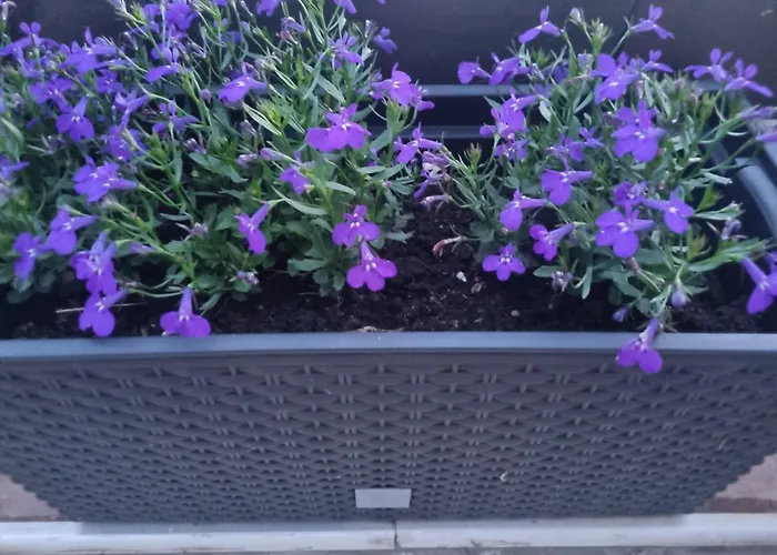 Appartamento Danica Fiume